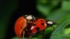 How insects reproduce: description of the main methods and interesting facts