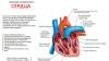 Сердечно-сосудистая система организма человека: особенности строения и функции