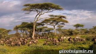 Features of African wildlife A message on the topic of African nature features