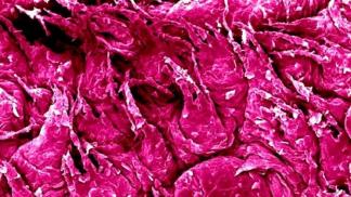 Ткани и органы человека под микроскопом Нервная система человека под микроскопом