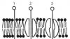 செல்லுலார் உறுப்புகள்: அவற்றின் அமைப்பு மற்றும் செயல்பாடுகள் செல் மற்றும் சுற்றுச்சூழலுக்கு இடையேயான தொடர்பு