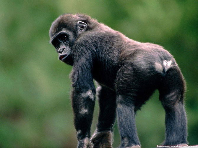 Реферат: Парнокопитні і непарнокопитні ссавці Мавпи Як вищий клас ссавців