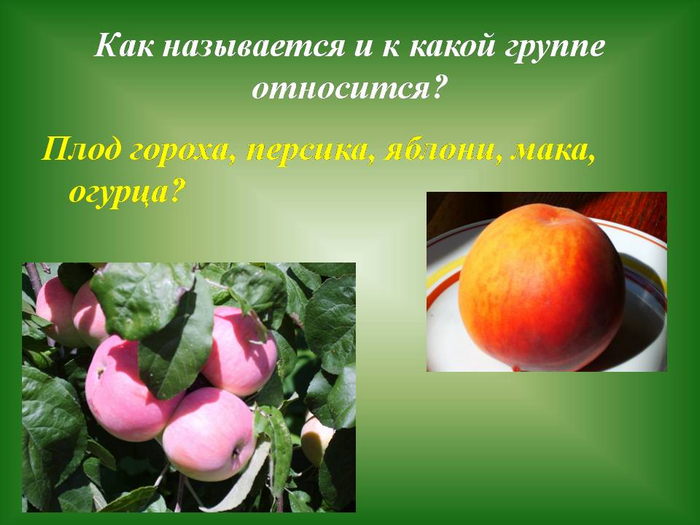 Значение плодовых. Сочные плоды. Сообщение на тему плоды. Проект на тему плоды Краснодарского края.