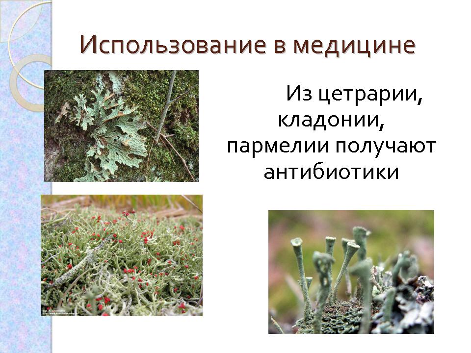 Чем отличается лишайник от растений. Лишайники Крыма кладония. Лишайники комплексные симбиотические организмы. Лишайник кладония грациозновидная. Лишайник вислянка.